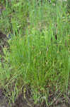 Broom sedge